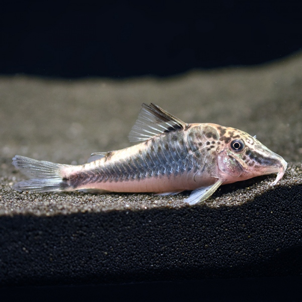 Panzerwels, Corydoras fowleri